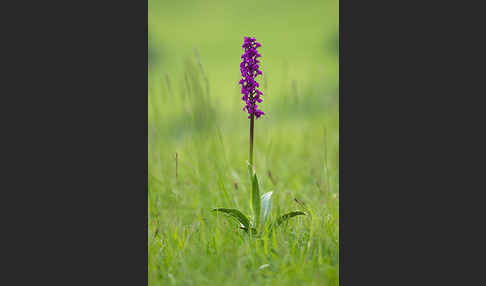 Manns-Knabenkraut (Orchis mascula)