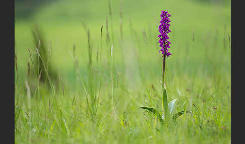 Manns-Knabenkraut (Orchis mascula)