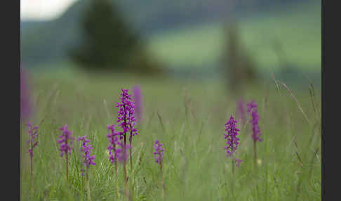 Manns-Knabenkraut (Orchis mascula)