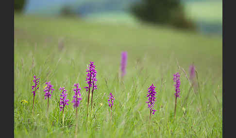 Manns-Knabenkraut (Orchis mascula)