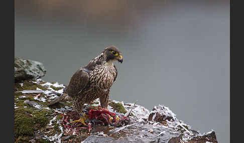 Wanderfalke (Falco peregrinus)