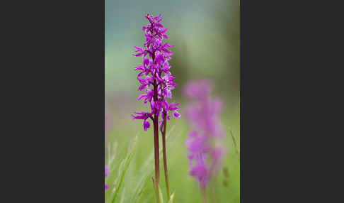 Manns-Knabenkraut (Orchis mascula)