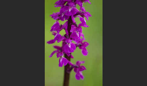 Manns-Knabenkraut (Orchis mascula)