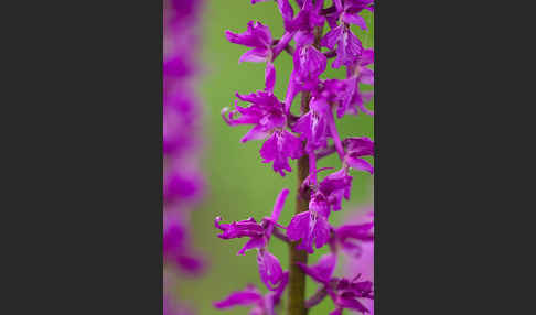 Manns-Knabenkraut (Orchis mascula)