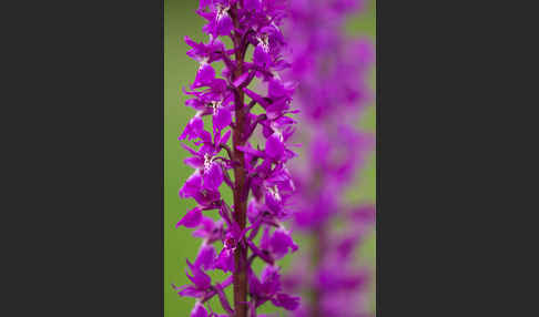 Manns-Knabenkraut (Orchis mascula)