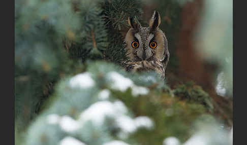 Waldohreule (Asio otus)