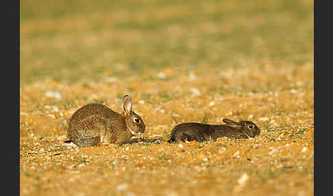 Wildkaninchen (Oryctolagus cuniculus)