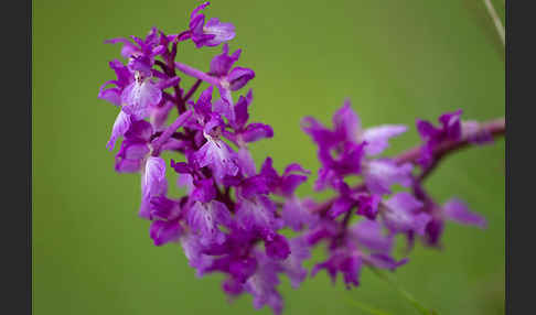 Manns-Knabenkraut (Orchis mascula)