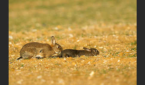 Wildkaninchen (Oryctolagus cuniculus)