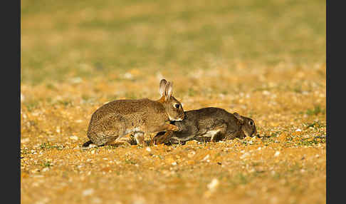 Wildkaninchen (Oryctolagus cuniculus)