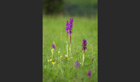 Manns-Knabenkraut (Orchis mascula)