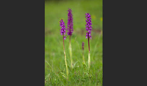 Manns-Knabenkraut (Orchis mascula)