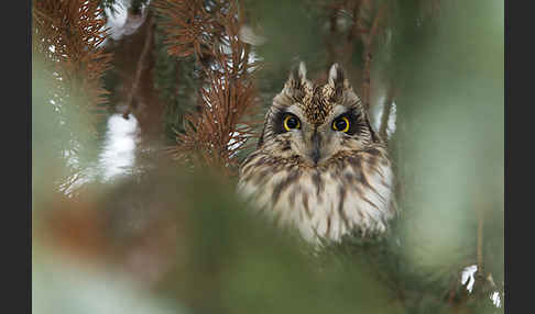 Sumpfohreule (Asio flammeus)