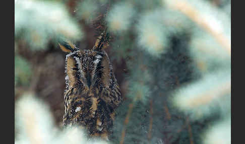 Waldohreule (Asio otus)