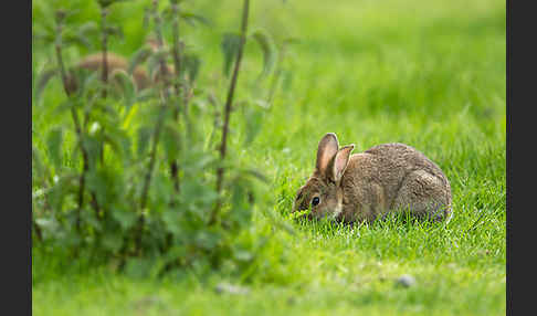 Wildkaninchen (Oryctolagus cuniculus)