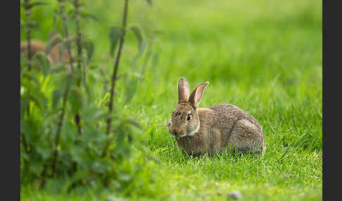 Wildkaninchen (Oryctolagus cuniculus)