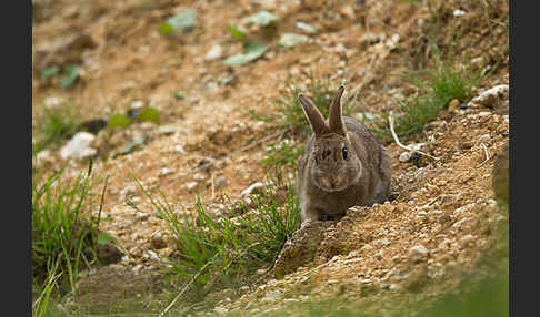 Wildkaninchen (Oryctolagus cuniculus)