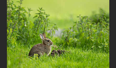 Wildkaninchen (Oryctolagus cuniculus)