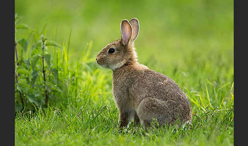 Wildkaninchen (Oryctolagus cuniculus)