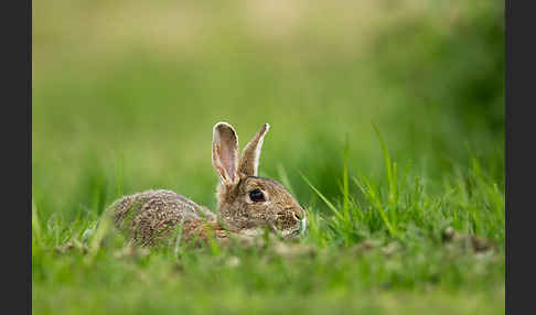 Wildkaninchen (Oryctolagus cuniculus)