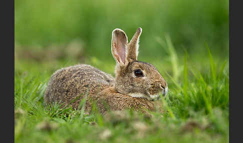 Wildkaninchen (Oryctolagus cuniculus)