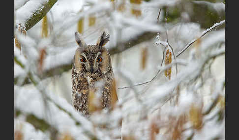 Waldohreule (Asio otus)