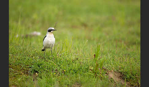 Steinschmätzer (Oenanthe oenanthe)