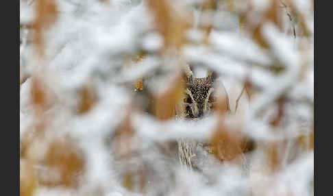 Waldohreule (Asio otus)