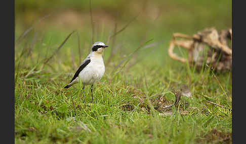 Steinschmätzer (Oenanthe oenanthe)