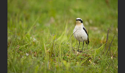 Steinschmätzer (Oenanthe oenanthe)