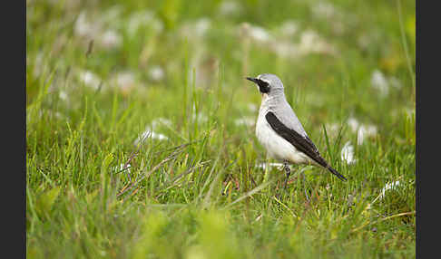 Steinschmätzer (Oenanthe oenanthe)