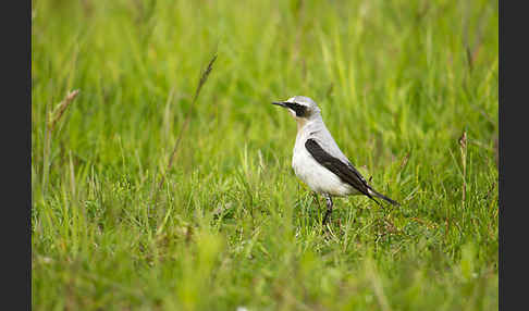 Steinschmätzer (Oenanthe oenanthe)