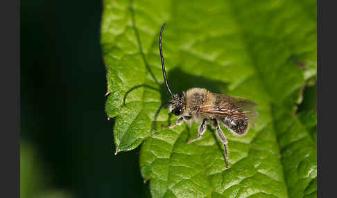 Mai-Langhornbiene (Eucera longicornis)