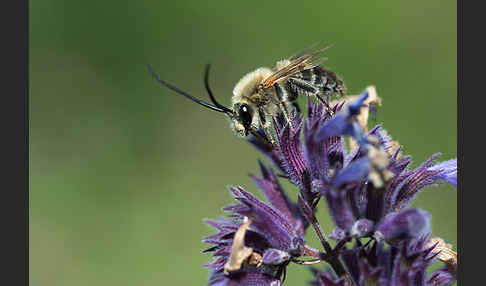 Mai-Langhornbiene (Eucera longicornis)