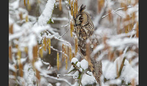 Waldohreule (Asio otus)