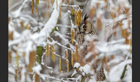 Waldohreule (Asio otus)