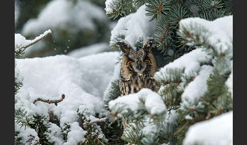 Waldohreule (Asio otus)