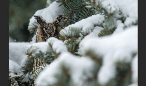 Waldohreule (Asio otus)