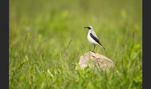 Steinschmätzer (Oenanthe oenanthe)