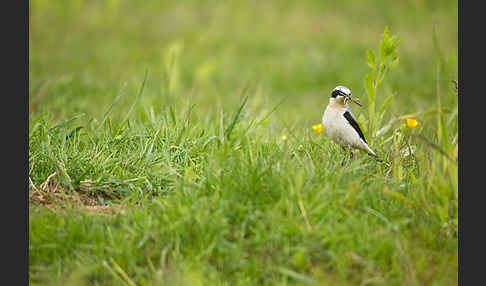 Steinschmätzer (Oenanthe oenanthe)