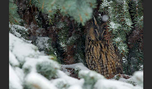 Waldohreule (Asio otus)