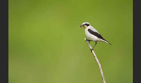 Steinschmätzer (Oenanthe oenanthe)