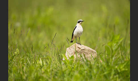 Steinschmätzer (Oenanthe oenanthe)