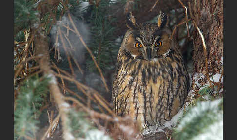 Waldohreule (Asio otus)