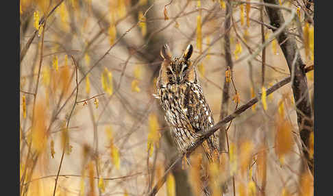 Waldohreule (Asio otus)