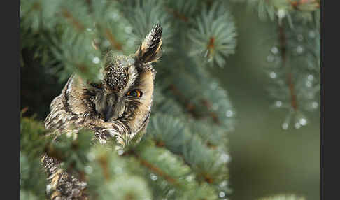 Waldohreule (Asio otus)