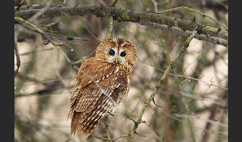 Waldkauz (Strix aluco)