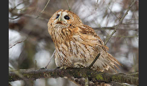 Waldkauz (Strix aluco)