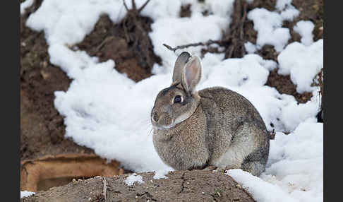 Wildkaninchen (Oryctolagus cuniculus)