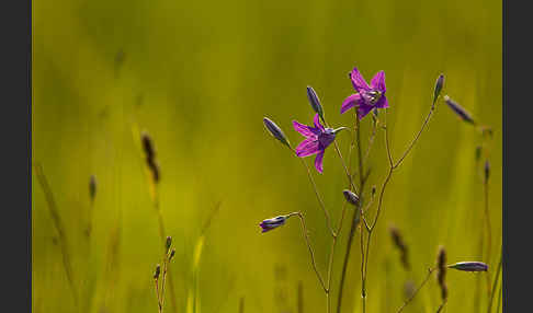 Wiesen-Glockenblume (Campanula patula)